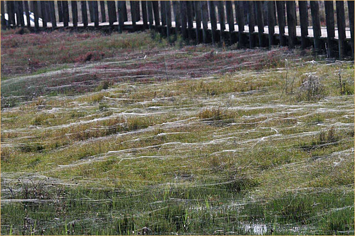 Spider webs