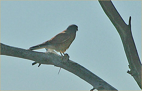Lesser Kestrel / Kleinrooivalk