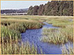 Salt Marsh