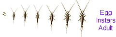Apterygota